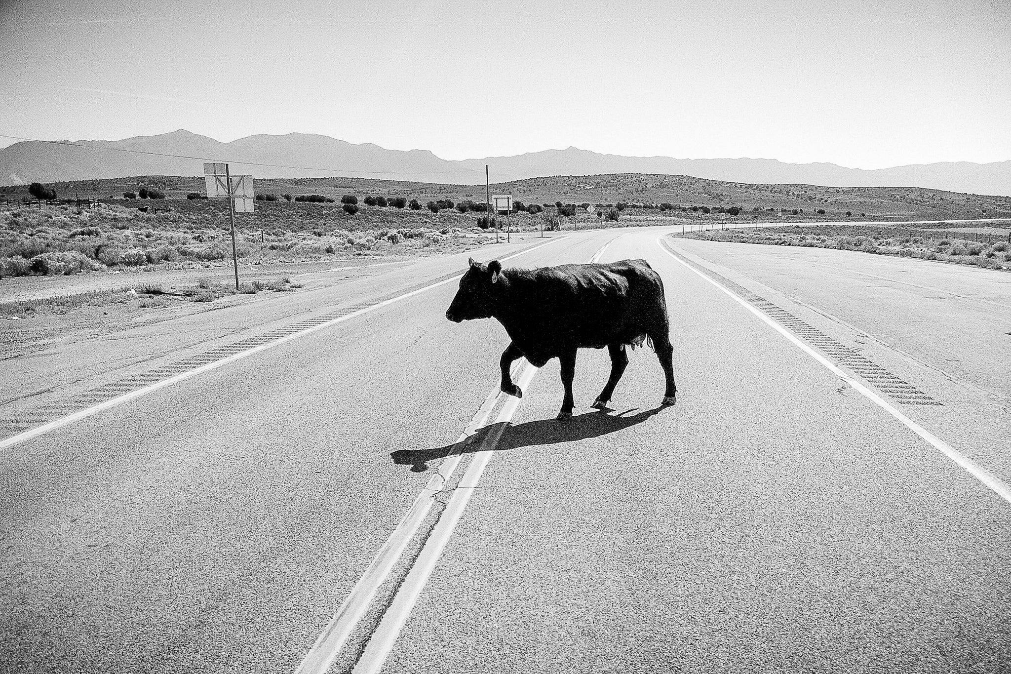 Drunk Cow (Framed Print)