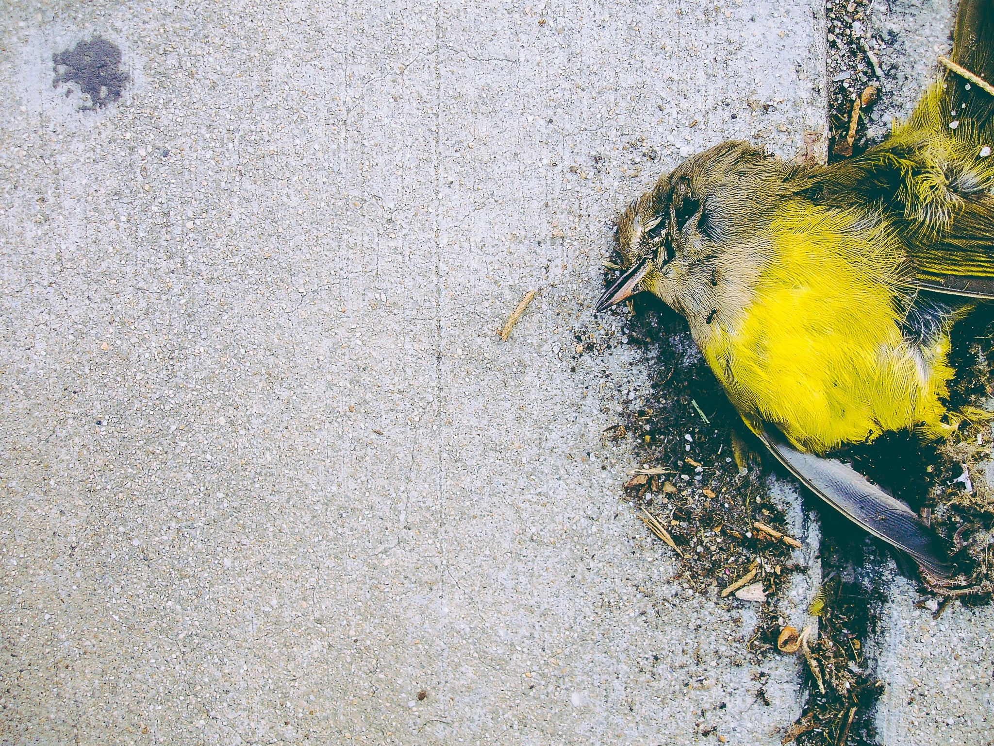 Yellow (Framed Print)