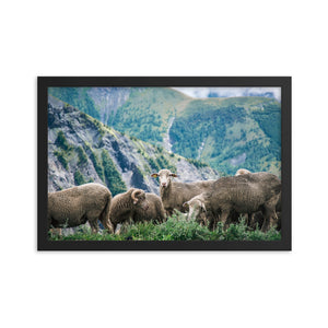 Counting Sheep (Framed Print)