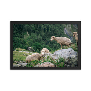 Shitting Sheep (Framed Print)