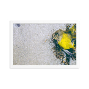 Yellow (Framed Print)