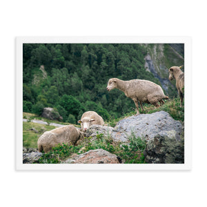 Shitting Sheep (Framed Print)