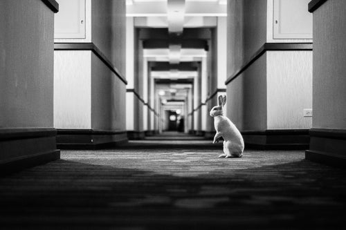 Follow the White Rabbit (Framed Print)